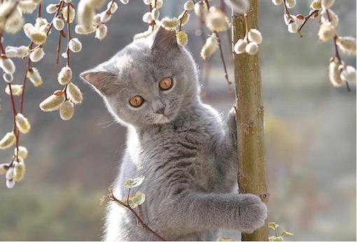 poes-boom